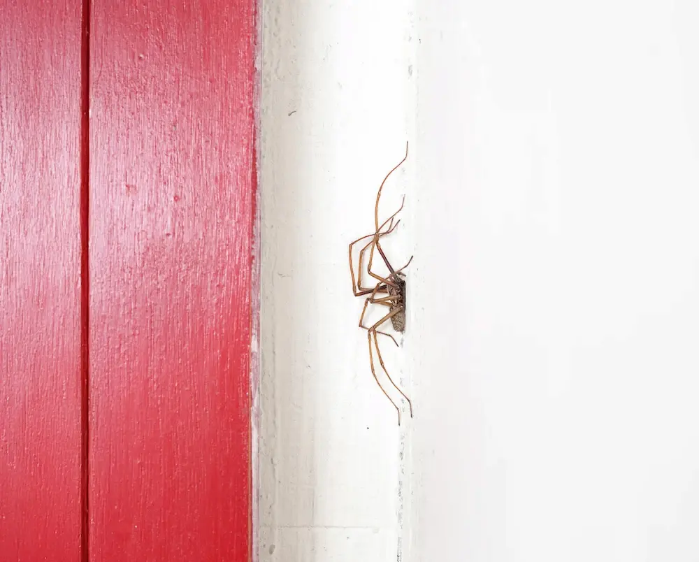 Spider hiding in a wall crack near a door frame, showing common spiders around homes.