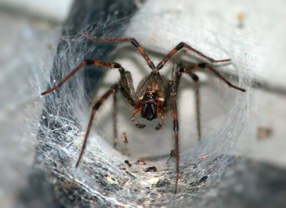 Spider sitting in a web corner, showing common spiders found around homes.