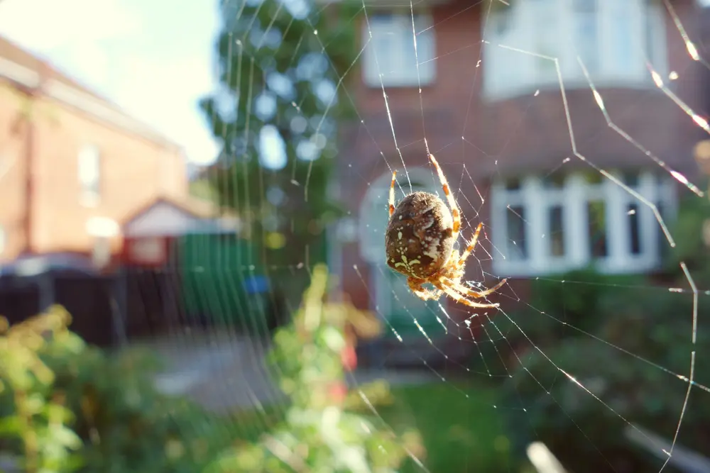 Spider sitting on web outdoors indicating spiders presence around home