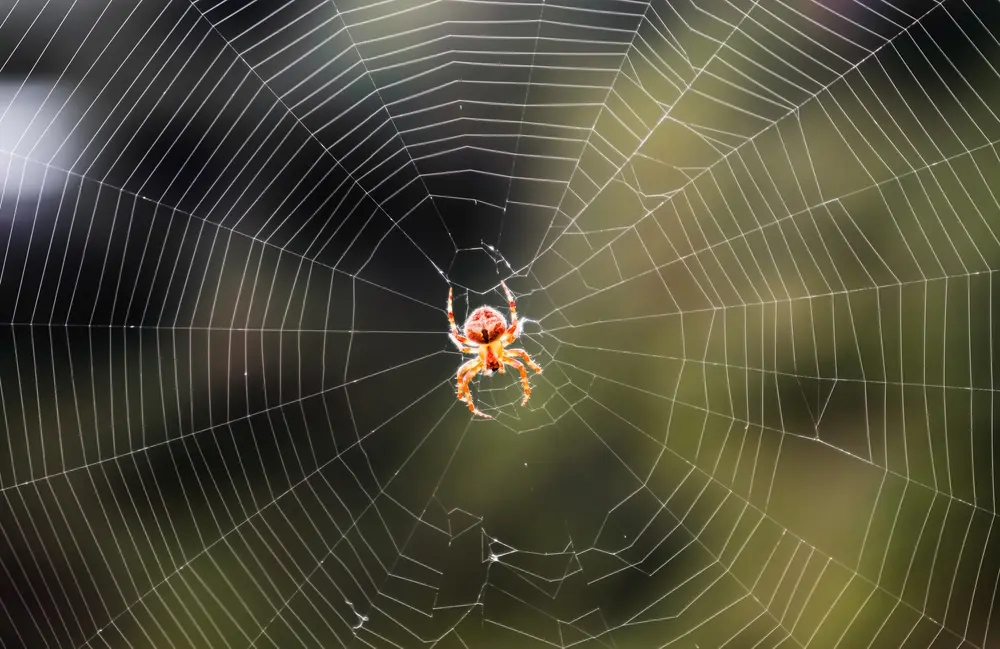Spider sitting at the center of a detailed web outdoors.