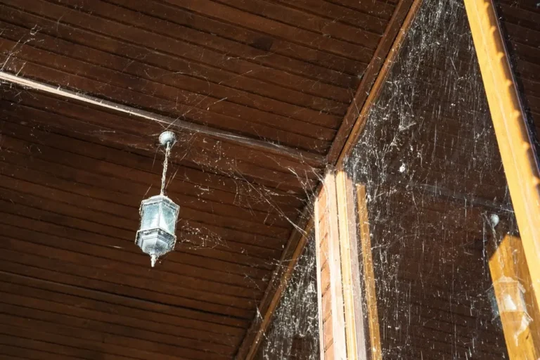 Thick spider webs on porch ceiling indicating spiders presence