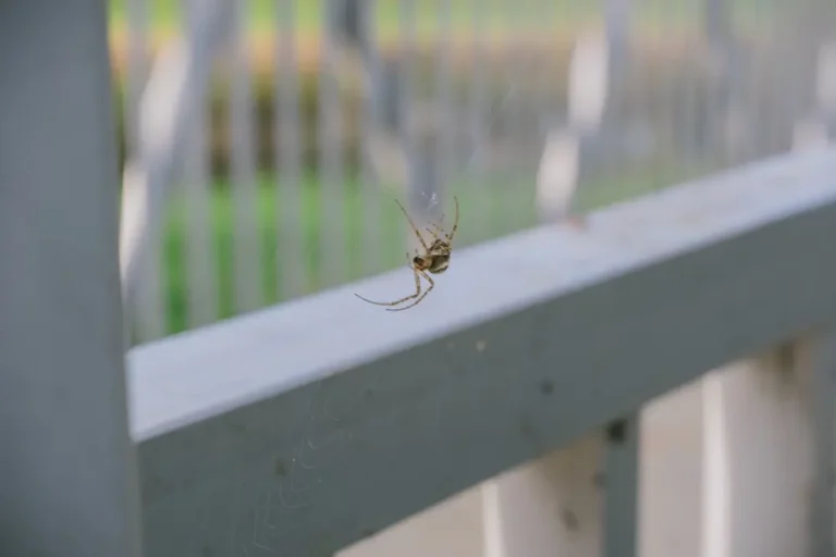 Small spider hanging on a web attached to an outdoor railing.