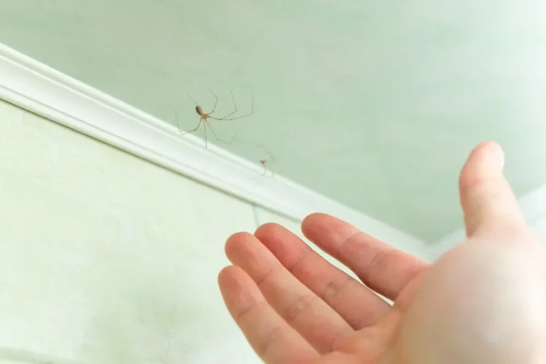 Spiders on fabric surface capturing insect prey indoors.
