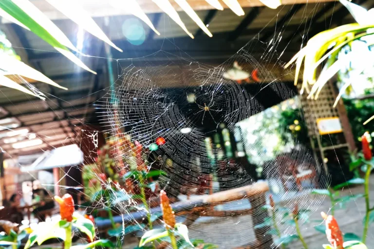 Spiders crawling along indoor window sill near glass.