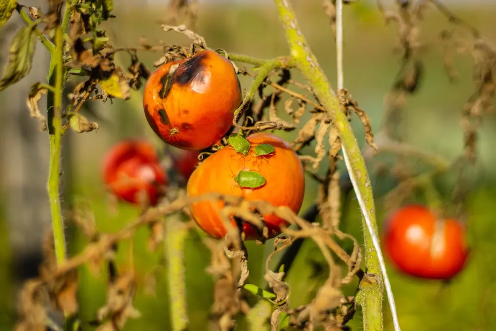 Close-up image for Stink Bug Identification showing shield-shaped body.