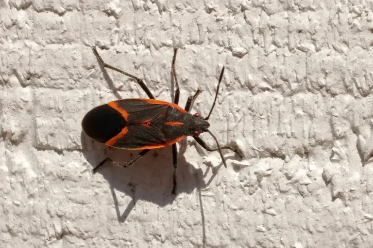Stink bug crawling on an exterior wall, showing a common stink bug pest problem.
