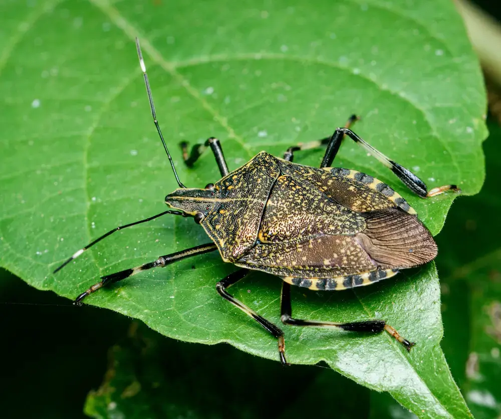 Stink bug resting on a green leaf, showing common stink bugs pest activity.