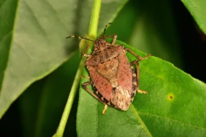 Close-up of a stink bug resting on a green leaf, a common stink bugs pest sighting.