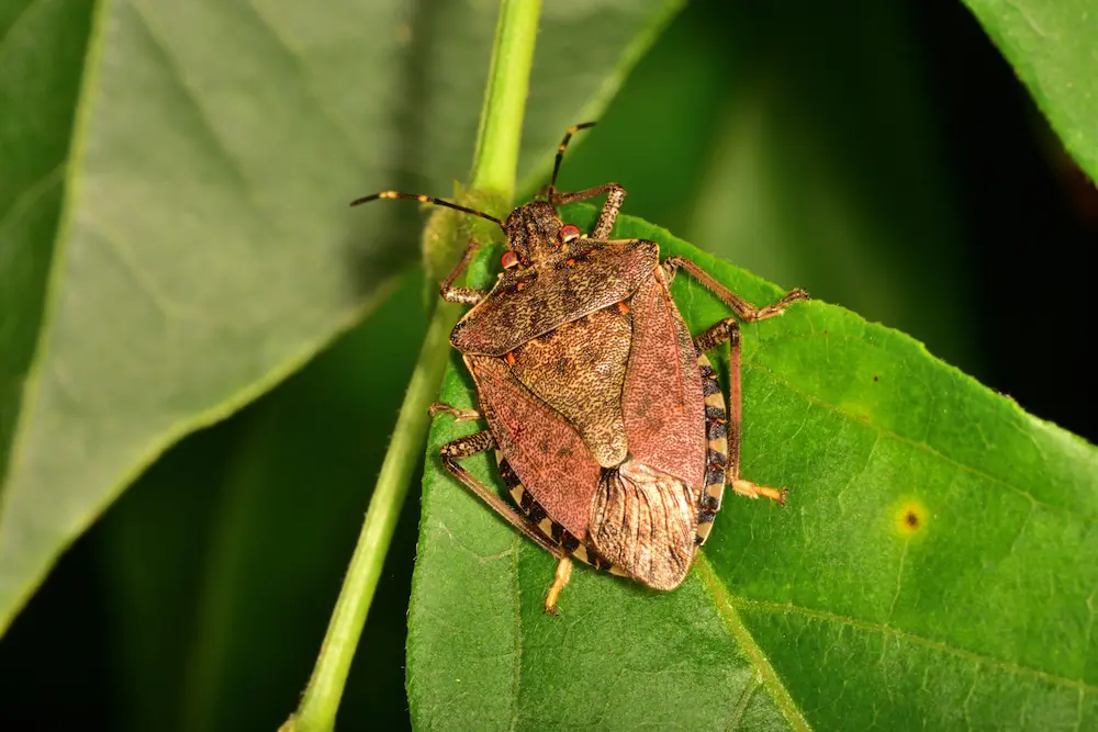 Close-up of a stink bug resting on a green leaf, a common stink bugs pest sighting.