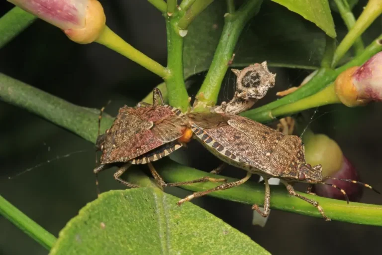 Stink bugs on plant leaves demonstrating stink bug prevention tips scenario.