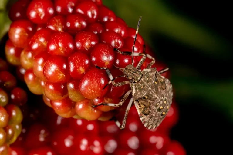 Stink bugs eat ripe fruit while feeding on plant outdoors.