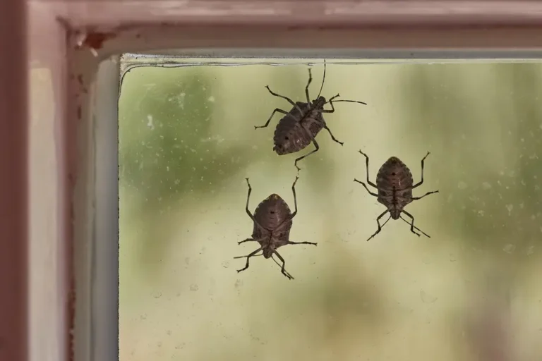 Stink bug cluster on window glass for stink bug identification indoors