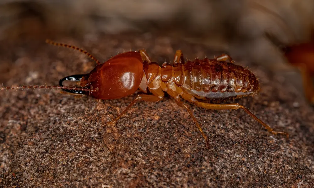 Close-up of Subterranean Termites on wood surface causing structural damage.