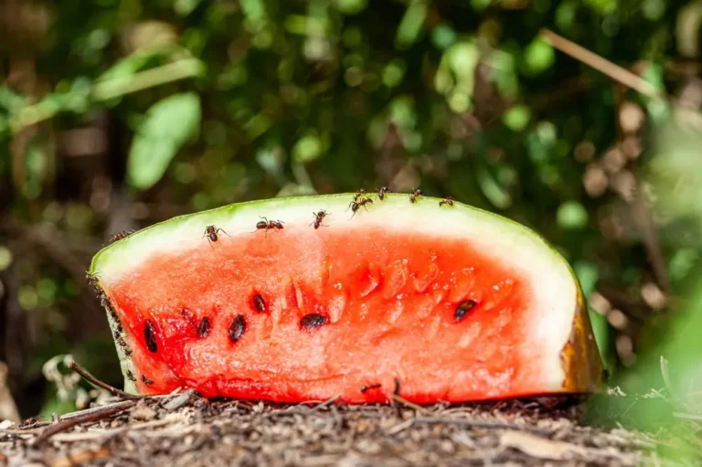 Summer ants gathered on a slice of watermelon outdoors, attracted to food during warm weather.