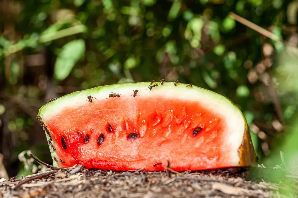Summer ants gathered on a slice of watermelon outdoors, attracted to food during warm weather.