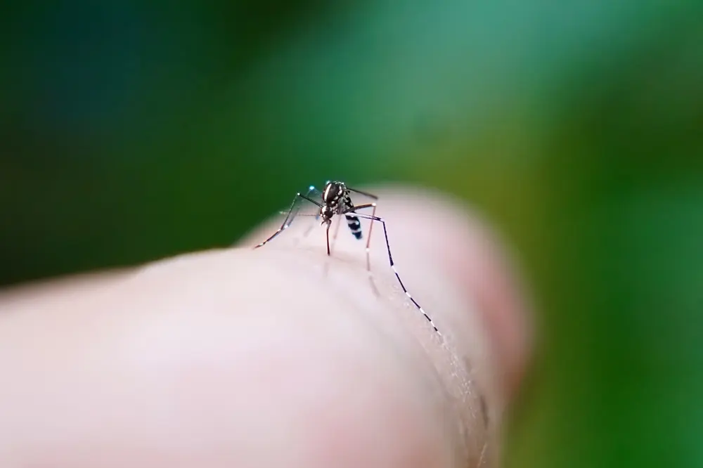 Mosquito resting on human skin, actively biting during summer.