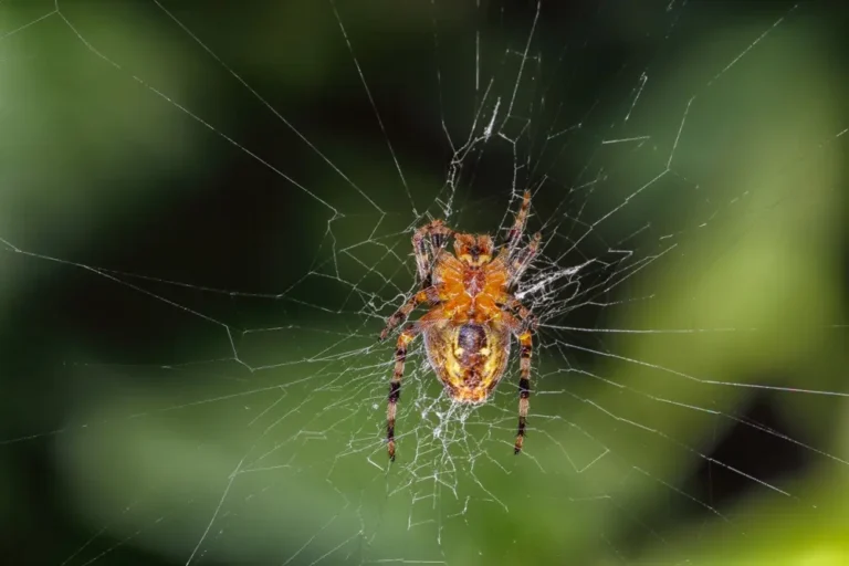 Large garden spider sitting in its web outdoors, commonly seen during summer spider season.