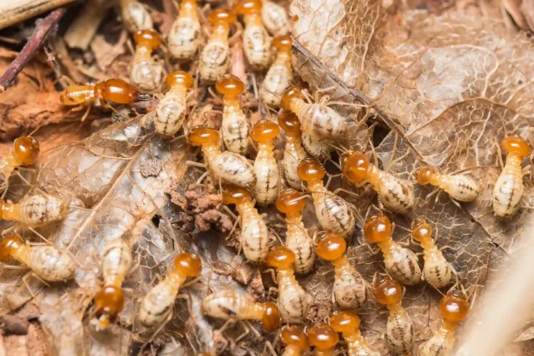Close-up of a termite colony in soil and leaf debris, showing active termite infestation.