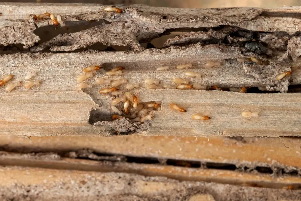 Close-up of wood hollowed out by termites, showing visible termite damage inside wooden structures.