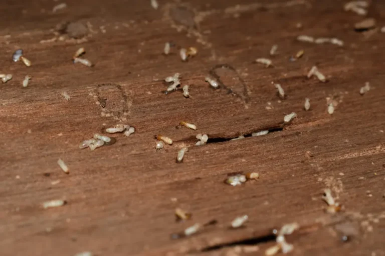 Single termite inside wood crack near structure.