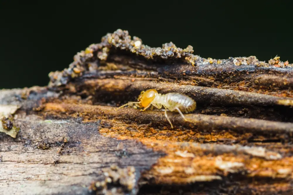 Termites inside rotting wood causing structural damage for termites infestation control