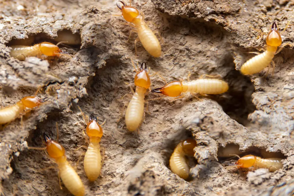 Close-up of termites clustered in soil and wood, showing active termites infestation.