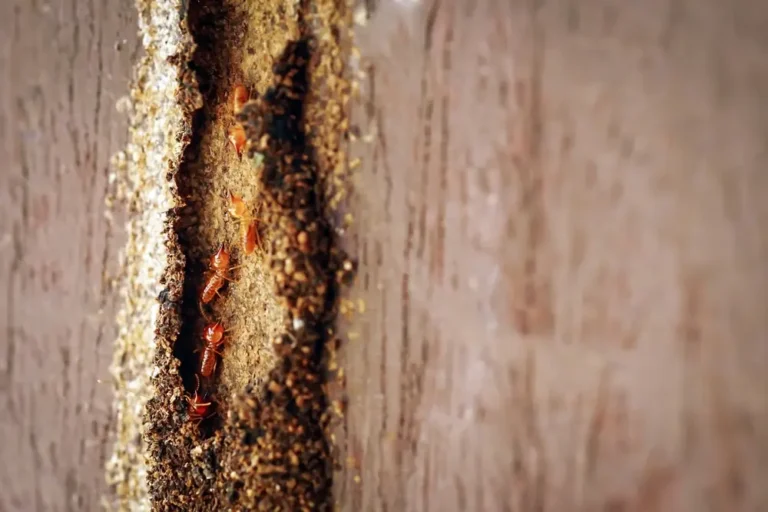 Termites active in soil near foundation area.