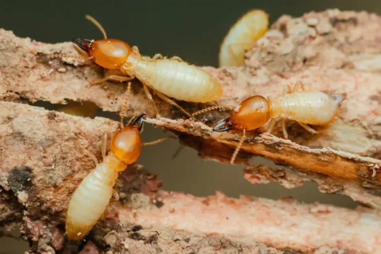 Close-up of termites feeding on wood showing termites infestation damage