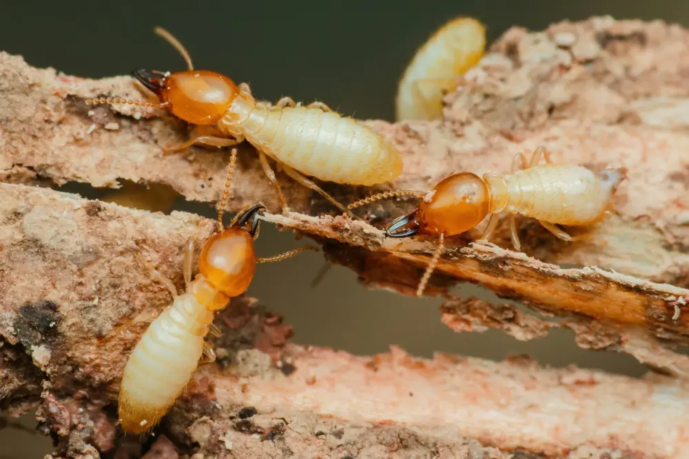 Close-up of termites feeding on wood showing termites infestation damage