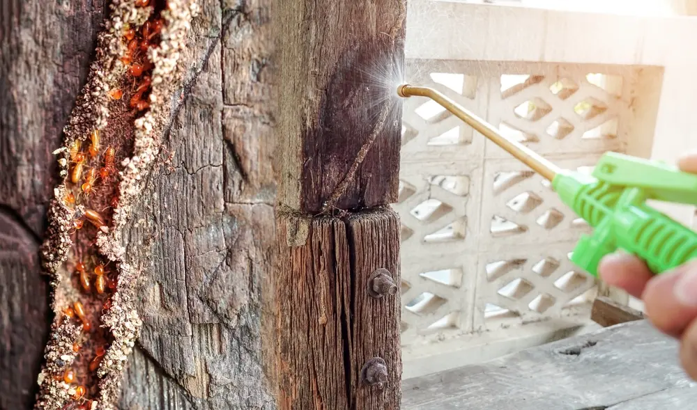 Termites being treated on wooden post during professional termite control service.
