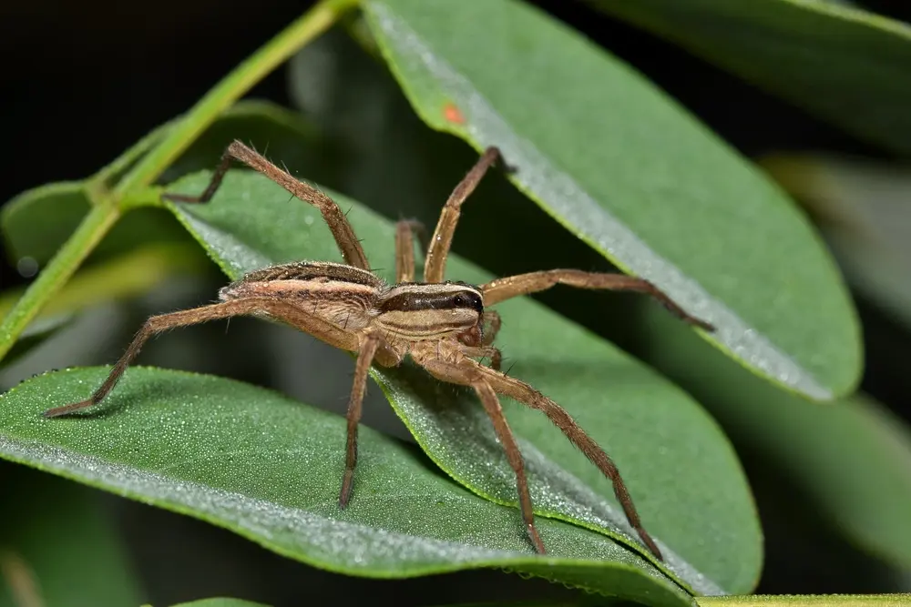Texas wolf spider on green leaf showing texas wolf spiders identification