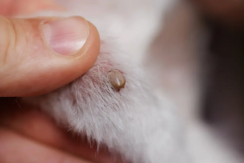Close-up of a tick attached to a pet’s skin, showing a common tick infestation risk.