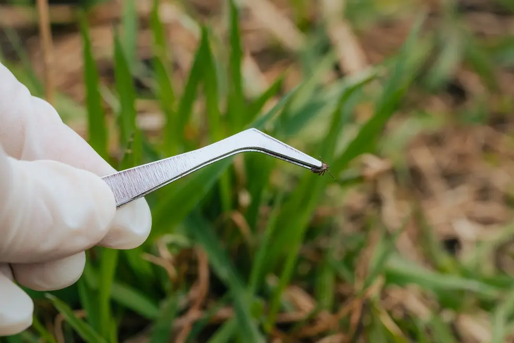 Tick being removed with tweezers outdoors, demonstrating proper tick control and prevention.
