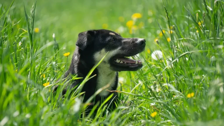 Dog in tall grass representing ticks exposure and tick prevention