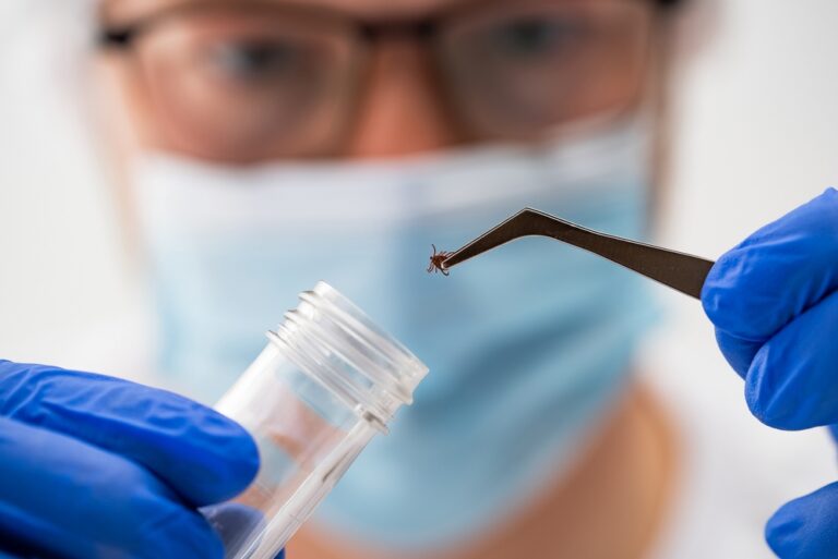 Technician holding a tick with tweezers for laboratory testing, showing lyme disease risk from ticks.
