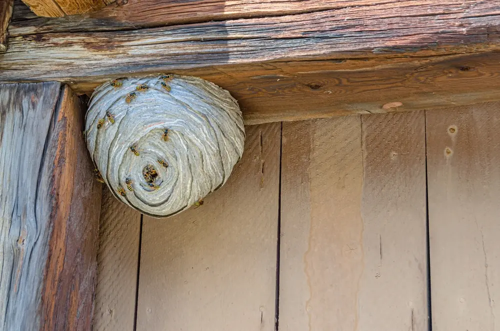 Large wasp nest attached under roof eaves showing active wasp nest infestation