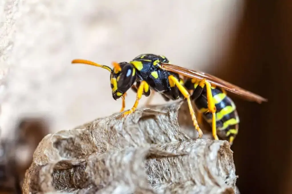 Close-up of a wasp standing on its nest, showing active wasps near a structure.