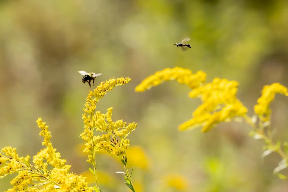 Wasps and bees flying around yellow flowers outdoors, commonly seen during warm seasons.