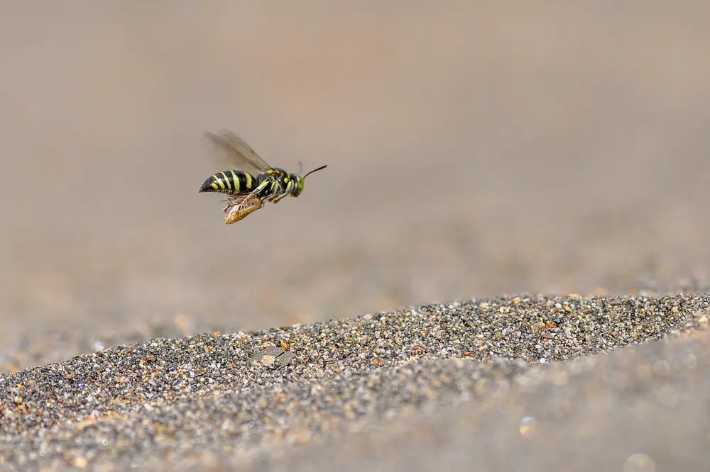 Wasp flying above sandy ground, highlighting active wasps commonly found outdoors.