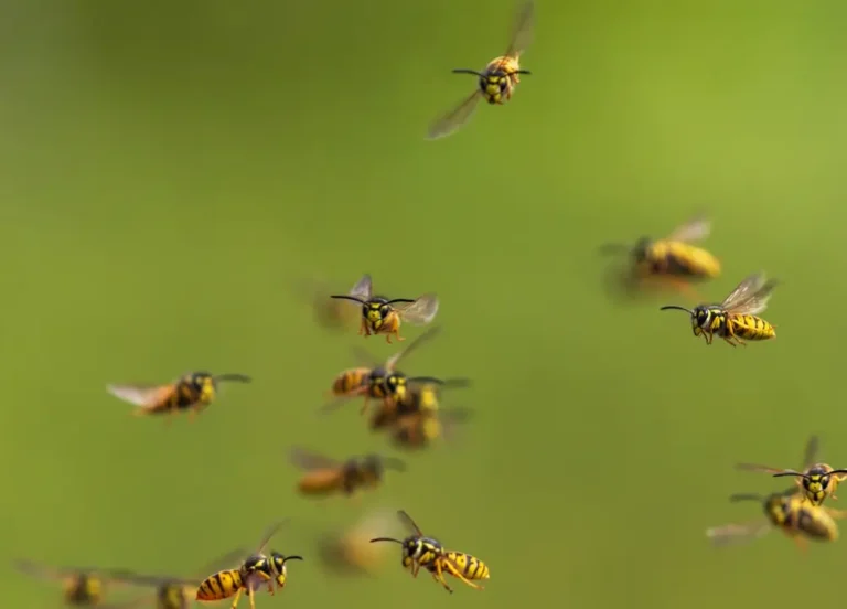 Swarm of wasps flying outdoors against green background showing active wasps presence.