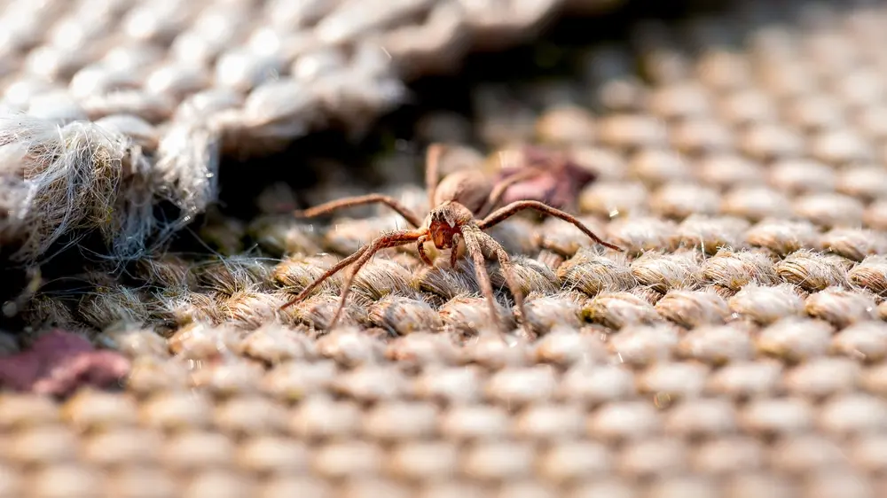 Wolf spider crawling across a textured carpet indoors.
