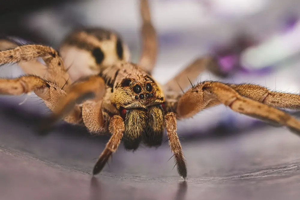 Close-up of wolf spiders on indoor surface.