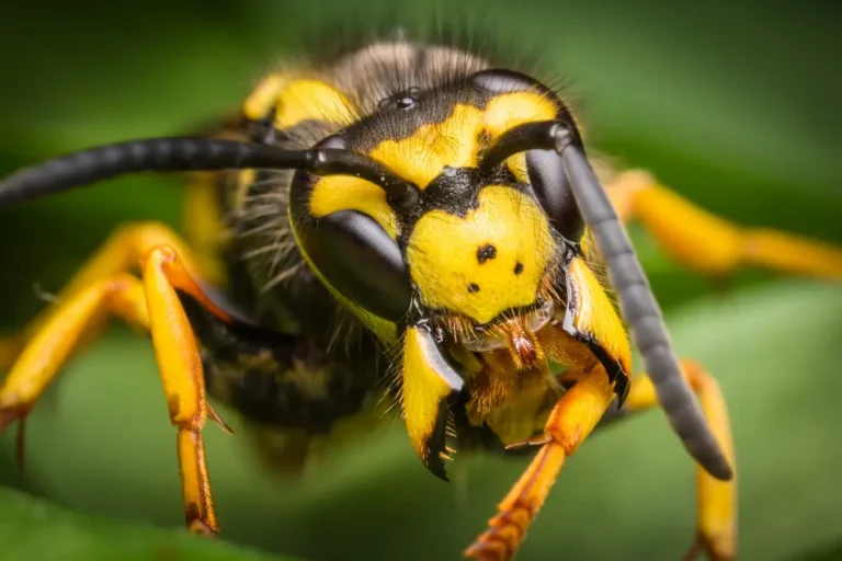 Extreme close-up of a yellow jacket, showing an aggressive yellow jacket wasp.