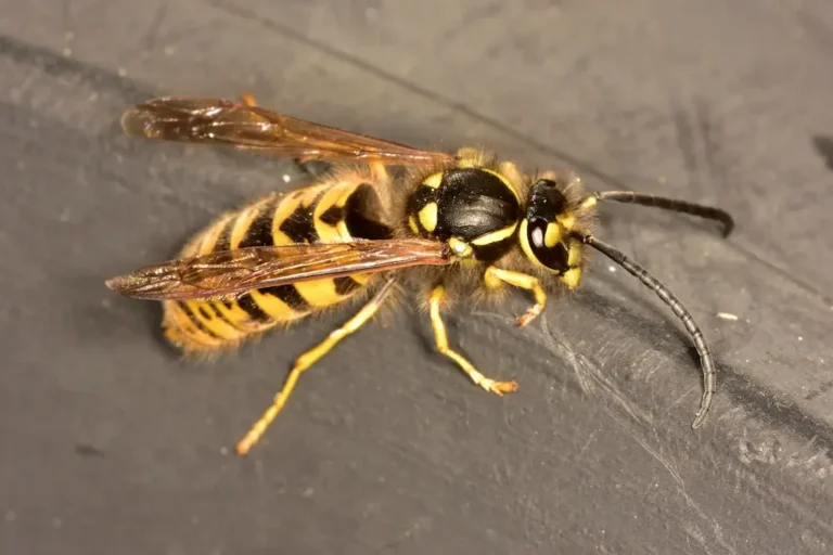 Close-up of a yellow jacket wasp resting on a surface, showing aggressive yellow jackets.