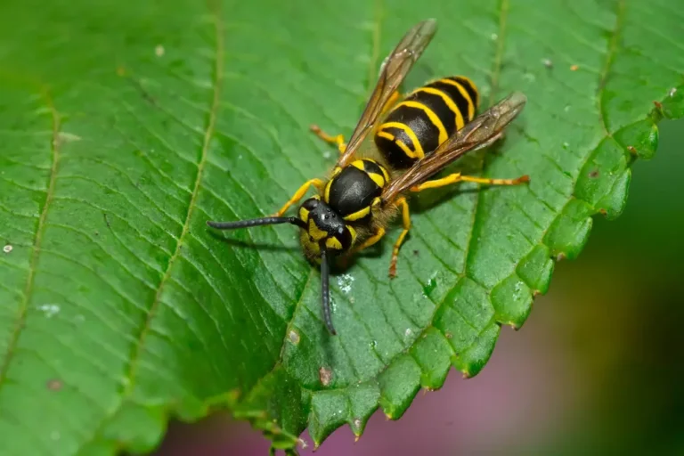 Yellow jacket wasp resting on a green leaf.