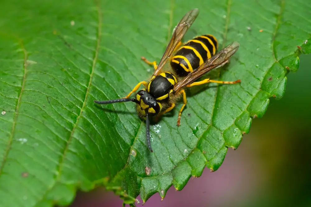 Yellow jacket wasp resting on a green leaf.