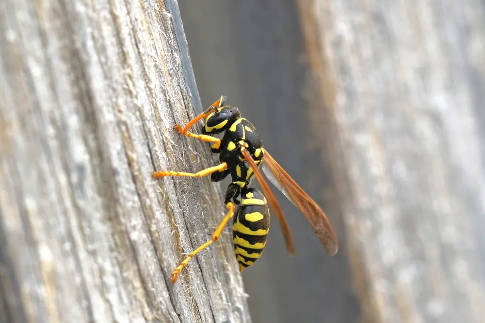Yellow jacket wasp on wooden fence showing black and yellow markings for yellow jackets identification and removal