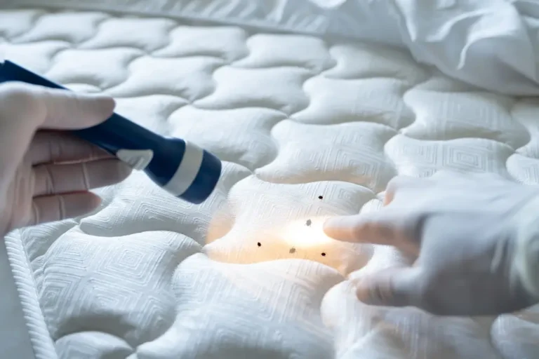 Gloved hand inspecting mattress with flashlight showing what you need to know about bed bugs.